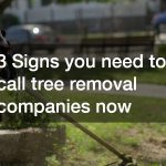 3 Signs you need to call tree removal companies now